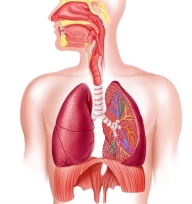 Будова і функції органів дихання — урок. Біологія, 8 клас.